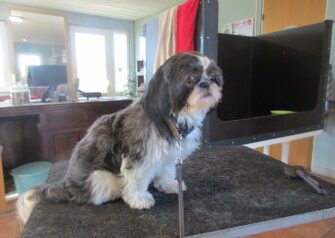 Hundesalon alt for hunden - Din hundesalon i Aalborg