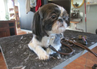 Hundesalon alt for hunden - Din hundesalon i Aalborg