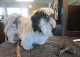 Hundesalon alt for hunden - Din hundesalon i Aalborg