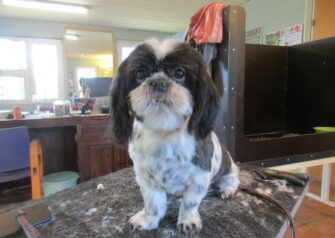 Hundesalon alt for hunden - Din hundesalon i Aalborg
