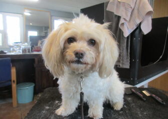 Hundesalon alt for hunden - Din hundesalon i Aalborg