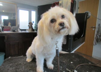 Hundesalon alt for hunden - Din hundesalon i Aalborg