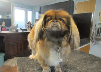 Hundesalon alt for hunden - Din hundesalon i Aalborg