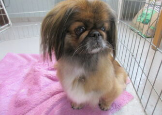 Hundesalon alt for hunden - Din hundesalon i Aalborg