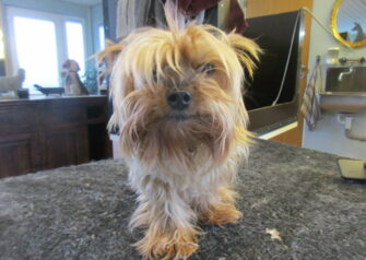 Hundesalon alt for hunden - Din hundesalon i Aalborg