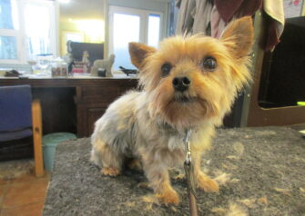 Hundesalon alt for hunden - Din hundesalon i Aalborg