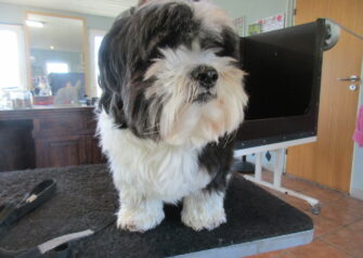 Hundesalon alt for hunden - Din hundesalon i Aalborg