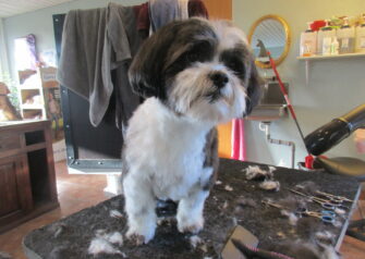 Hundesalon alt for hunden - Din hundesalon i Aalborg