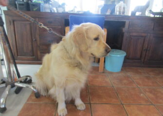 Hundesalon alt for hunden - Din hundesalon i Aalborg