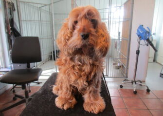 Hundesalon alt for hunden - Din hundesalon i Aalborg