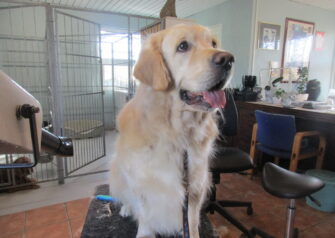 Hundesalon alt for hunden - Din hundesalon i Aalborg