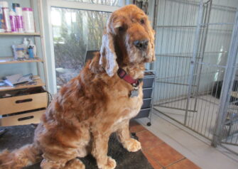 Hundesalon alt for hunden - Din hundesalon i Aalborg