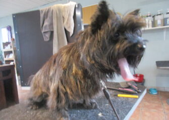Hundesalon alt for hunden - Din hundesalon i Aalborg