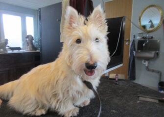 Hundesalon alt for hunden - Din hundesalon i Aalborg