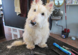 Hundesalon alt for hunden - Din hundesalon i Aalborg