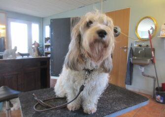 Hundesalon alt for hunden - Din hundesalon i Aalborg