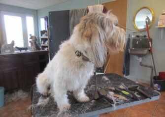 Hundesalon alt for hunden - Din hundesalon i Aalborg