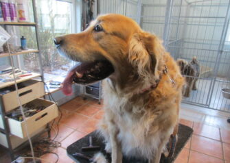 Hundesalon alt for hunden - Din hundesalon i Aalborg