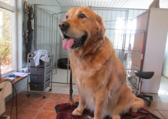 Hundesalon alt for hunden - Din hundesalon i Aalborg