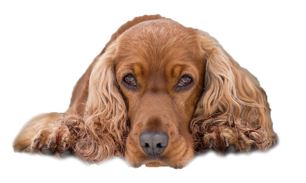 Priser hundesalon 2019 - Cocker Spaniel