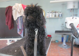 Hundesalon alt for hunden - Din hundesalon i Aalborg