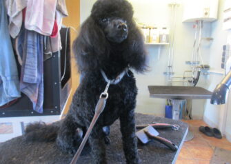 Hundesalon alt for hunden - Din hundesalon i Aalborg