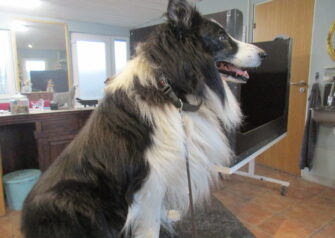 Hundesalon alt for hunden - Din hundesalon i Aalborg
