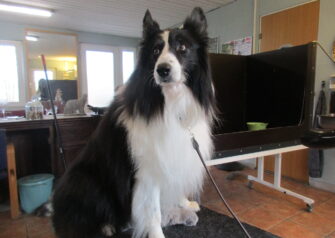 Hundesalon alt for hunden - Din hundesalon i Aalborg