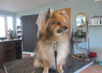 Hundesalon alt for hunden - Din hundesalon i Aalborg