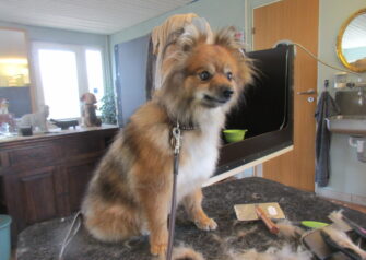 Hundesalon alt for hunden - Din hundesalon i Aalborg