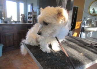Hundesalon alt for hunden - Din hundesalon i Aalborg