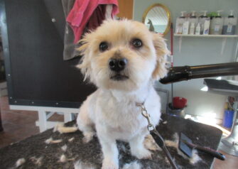 Hundesalon alt for hunden - Din hundesalon i Aalborg