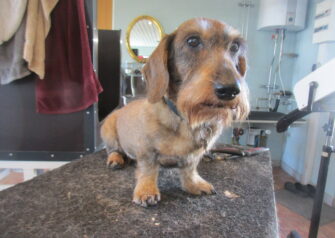 Hundesalon alt for hunden - Din hundesalon i Aalborg