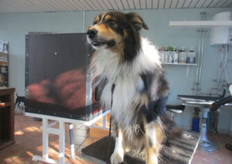 Hundesalon alt for hunden - Din hundesalon i Aalborg