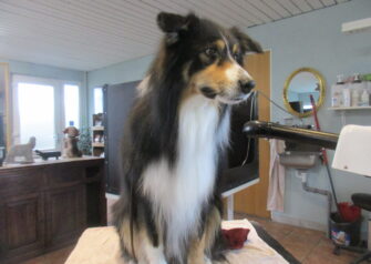 Hundesalon alt for hunden - Din hundesalon i Aalborg