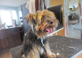 Hundesalon alt for hunden - Din hundesalon i Aalborg