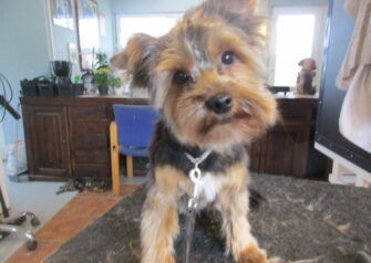 Hundesalon alt for hunden - Din hundesalon i Aalborg
