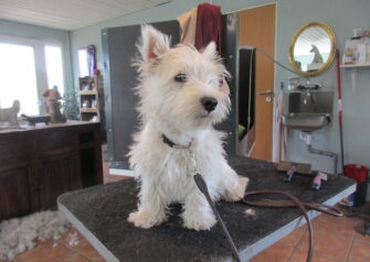 Hundesalon alt for hunden - Din hundesalon i Aalborg