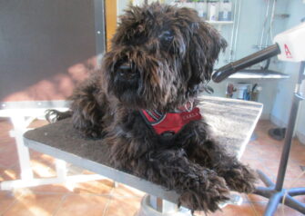 Hundesalon alt for hunden - Din hundesalon i Aalborg