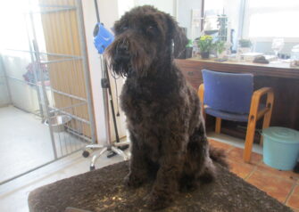 Hundesalon alt for hunden - Din hundesalon i Aalborg