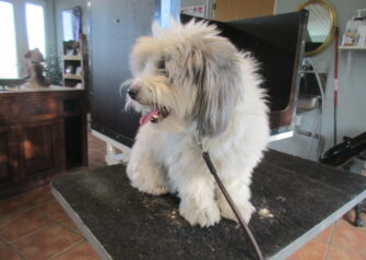 Hundesalon alt for hunden - Din hundesalon i Aalborg