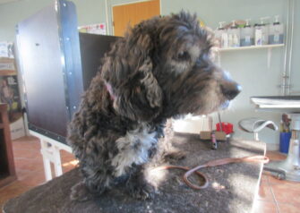 Hundesalon alt for hunden - Din hundesalon i Aalborg