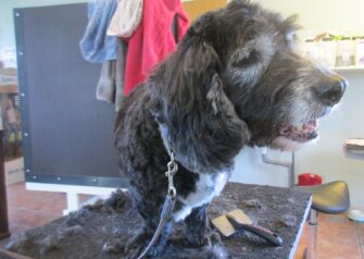 Hundesalon alt for hunden - Din hundesalon i Aalborg