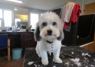Hundesalon alt for hunden - Din hundesalon i Aalborg