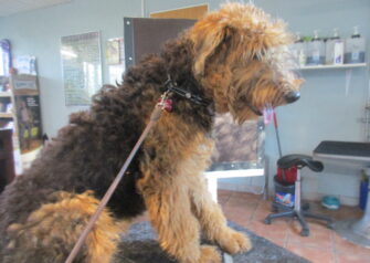 Hundesalon alt for hunden - Din hundesalon i Aalborg