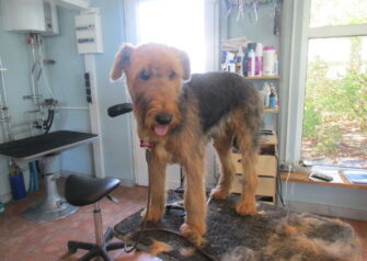 Hundesalon alt for hunden - Din hundesalon i Aalborg