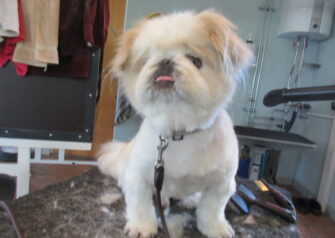 Hundesalon alt for hunden - Din hundesalon i Aalborg