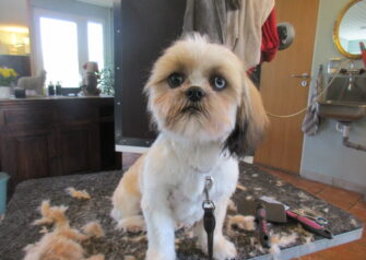 Hundesalon alt for hunden - Din hundesalon i Aalborg