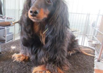 Hundesalon alt for hunden - Din hundesalon i Aalborg