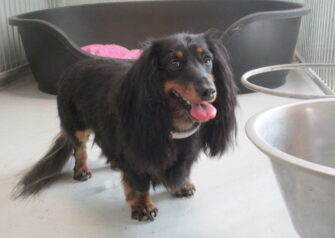 Hundesalon alt for hunden - Din hundesalon i Aalborg